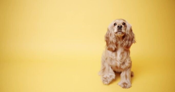 English Cocker Spaniel on a Isolated Yellow Background. The pet sits with its head up and looks at the camera. Dog Model and Funny in studio. Pet Model. Cute Dog. Fun Dog.