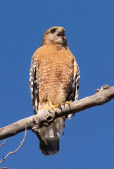 Red Shouldered Hawk Mating Call Right
