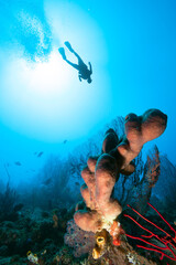 Coral reef and silhouette of diver.