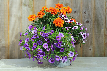 Lilac and purple calibrachoa flowers in a pot with marigolds against a wooden fence