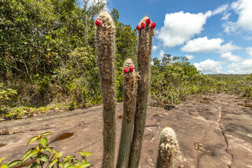 natural landscape in the city of Palmeiras, State of Bahia, Brazil