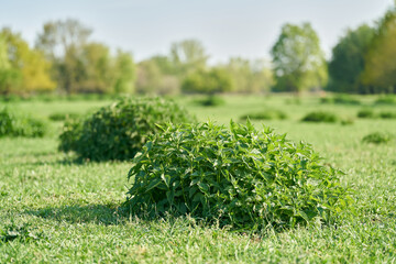 Bushes of nettles on a meadow in a park