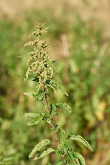 Close up of stinging nettle on a meadow in summer
