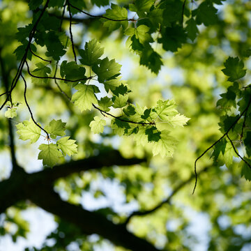 junge grüne Blätter einer in Europa sehr seltenen Elsbeere, Sorbus torminalis im Sonnenschein im Frühling