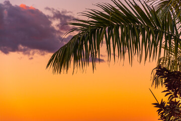 Fototapeta na wymiar Liść palmy na tle nieba