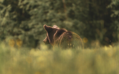 brown bear 