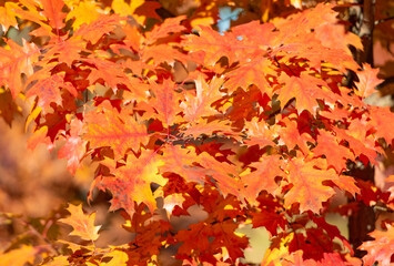 Naklejka na ściany i meble orange oak leaves. natural autumn background. autumn beauty