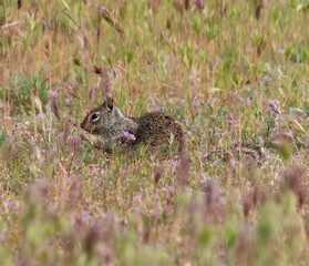 Squirrel in Field of Grass and Flowers Tail Stretched 
