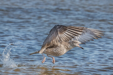 Möwe startet aus dem Wasser