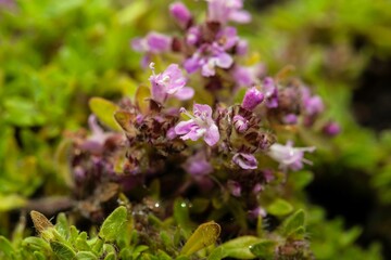 Fototapeta premium Flowers of the thyme Thymus doerfleri