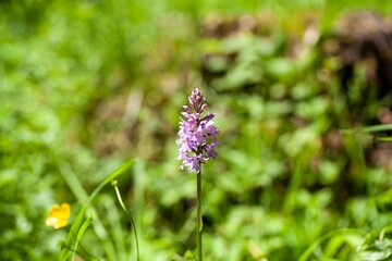Common spotted orchid, Dactylorhiza fuchsii