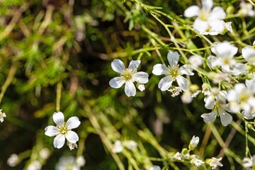 Flower of the sandwort, Minuartia juniperina