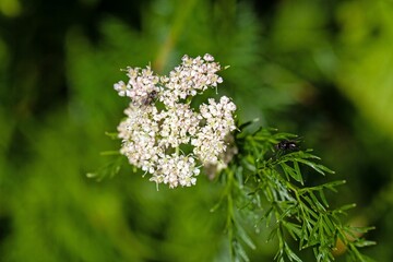 Flower of the plant species Mutellina adonidifolia