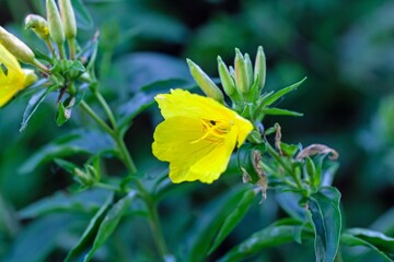 Narrowleaf evening primrose, Oenothera fruticosa