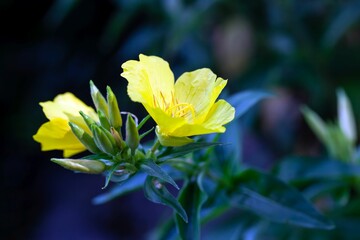 Narrowleaf evening primrose, Oenothera fruticosa