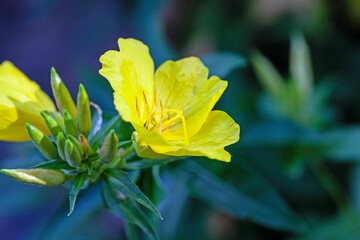 Narrowleaf evening primrose, Oenothera fruticosa