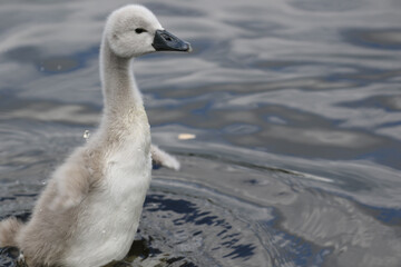 Fototapeta premium Mute Swan Cygnet, London, UK