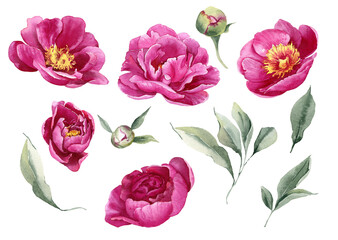 Fototapeta na wymiar Pink peony watercolor flowers. Floral arrangement for card, invitation, decoration. Illustration isolated on white background