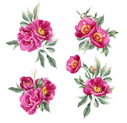 Pink peony watercolor flowers. Floral arrangement for card, invitation, decoration. Illustration isolated on white background