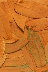 Autumn dry leaves background. Flat lay.