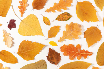 Autumn yellow dry leaves background. Flat lay.