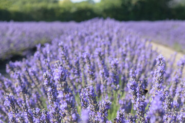 Blooming lavender bushes. Close-up