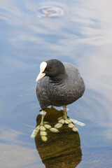 Eurasian Coot, London, UK