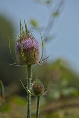 Obraz premium Wild Teasel, also known as Common teasel or Venuscup teasel. Botanical name: Dipsacus sylvestris.