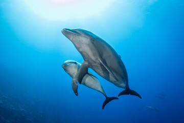 Young dolphin
