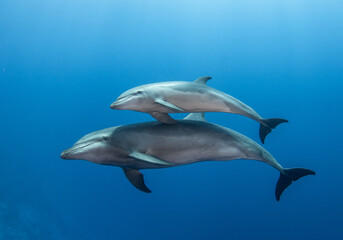 Young dolphin © Tropicalens