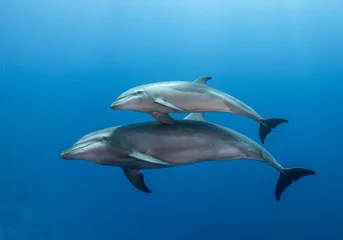 Zelfklevend Fotobehang Young dolphin © Tropicalens