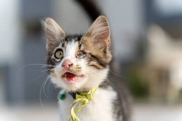 A tricolored kitten meows. He lost one eye. A homeless animal. Traumatized. Close-up.