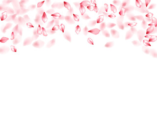Pink sakura flower flying petals isolated on white vector background.