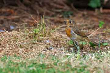 Young robin bird 