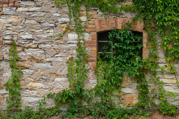 Ancient window a stone wall of a building covered with creepers.