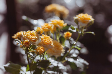 A bushy yellow rose with dew at dawn. An elegant twig and a bud. Beautiful sunlight. The background...