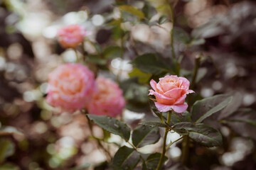 Pink-yellow rose of a beautiful pastel shade with dew at dawn. Beautiful sunlight. The background image is green and pink. Natural, environmentally friendly natural background.