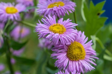 Fototapeta premium Lilac Mexican daisies, or beautiful small petal, close-up.