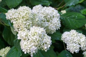 White large inflorescences of hydrangea tree close-up.