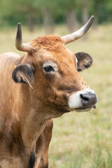 Brown cow head portrait of rare cattle breed Maraichine in France