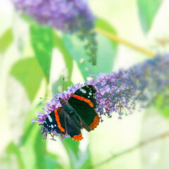 Admiral auf Sommerflieder