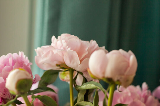 A close up image of a bouquet of soft pink peonies against a turquoise teal curtain inside a house