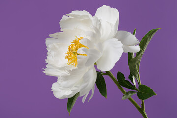 The white peony flower with a yellow middle is isolated on a purple background.