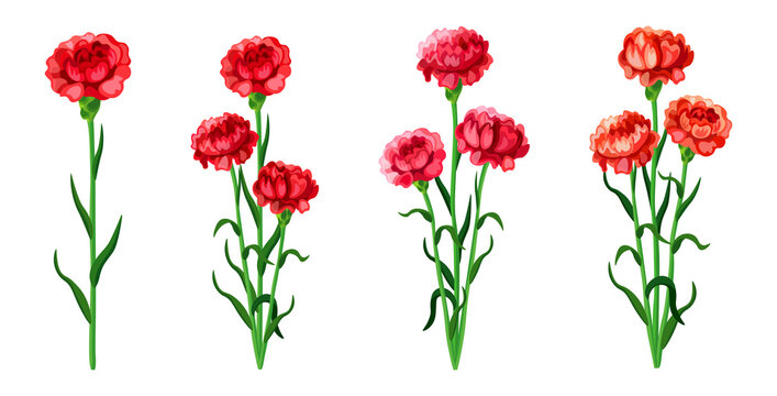 Set of beautiful red and pink carnations in cartoon style. Vector illustration of spring and summer flowers large and small sizes with closed and open buds on white background.