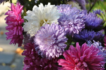 asters