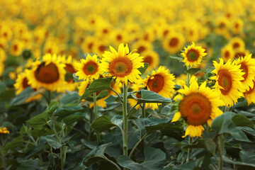 view of a field of yellow sunflowers in the light of the setting sun. Beautiful summer landscape...