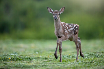 Young red deer, cervus elaphus, looking to the camera on grass in summer. Baby mammal with white dots walking on meadow. Spotted cub approaching on pasture.