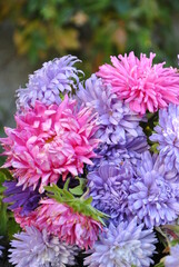 asters