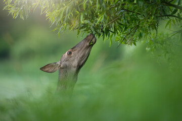 Portrait of red deer, cervus elaphus, stretching neck to the leaves on tree. Hind grazing from branch in close-up. Wild female mammal feeding with plant from woodland.
