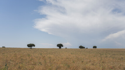 Dry fields and dry grass in the middle of summer in the month of August in the background you can see some trees typical of Spain.